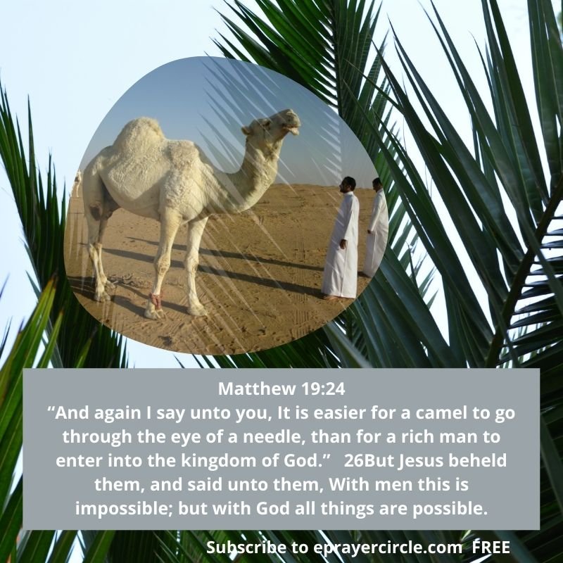 eyeofthecamel