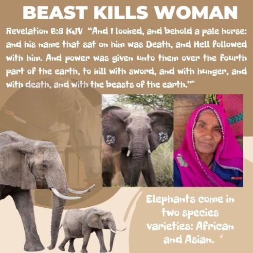 elephants kills